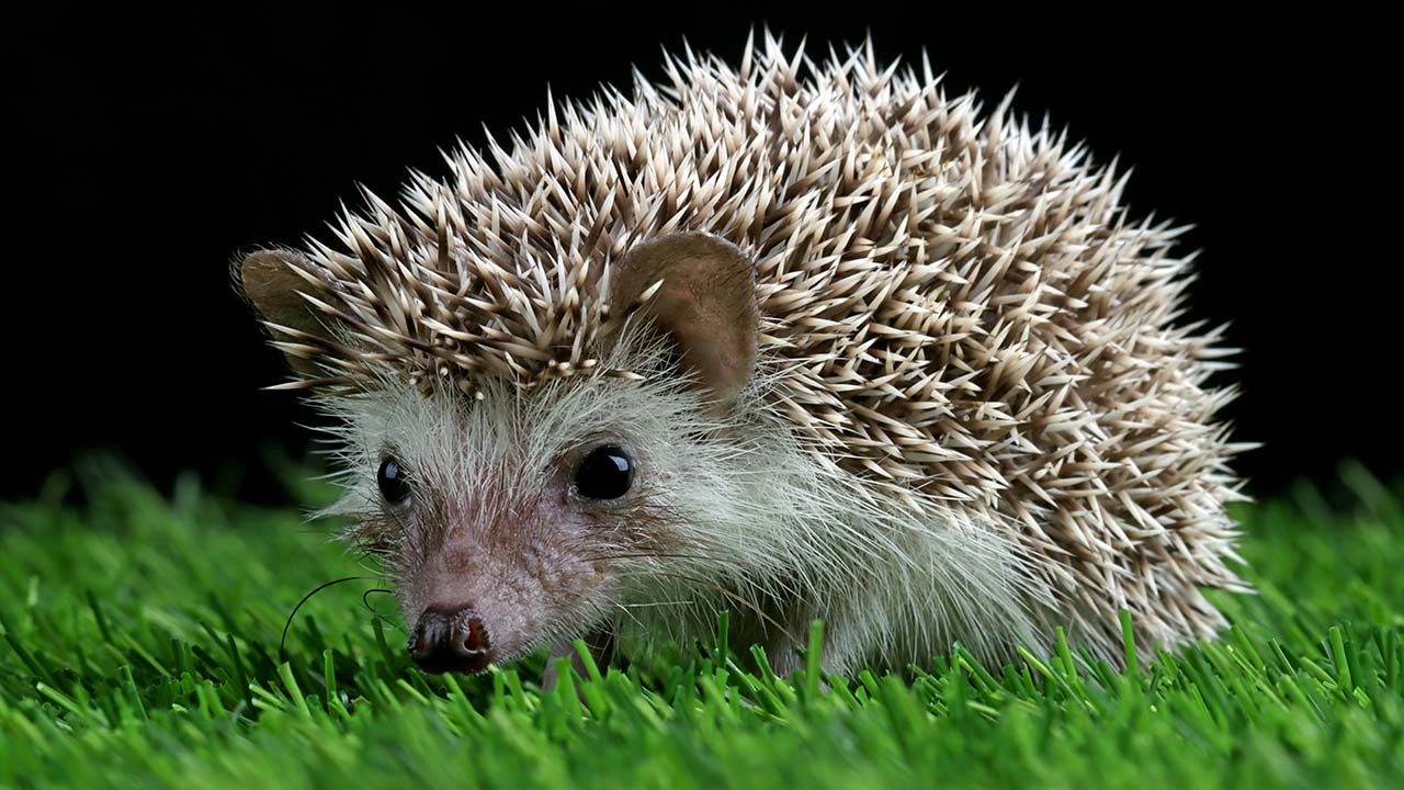 cute hedgehog on the grass